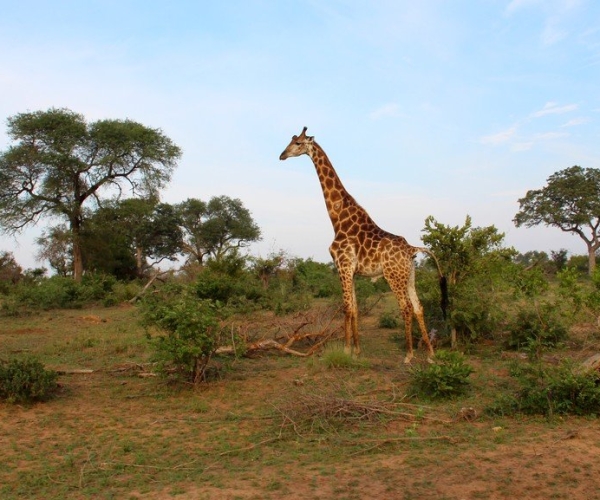 Afrique du Sud : Visiter le Parc Kruger