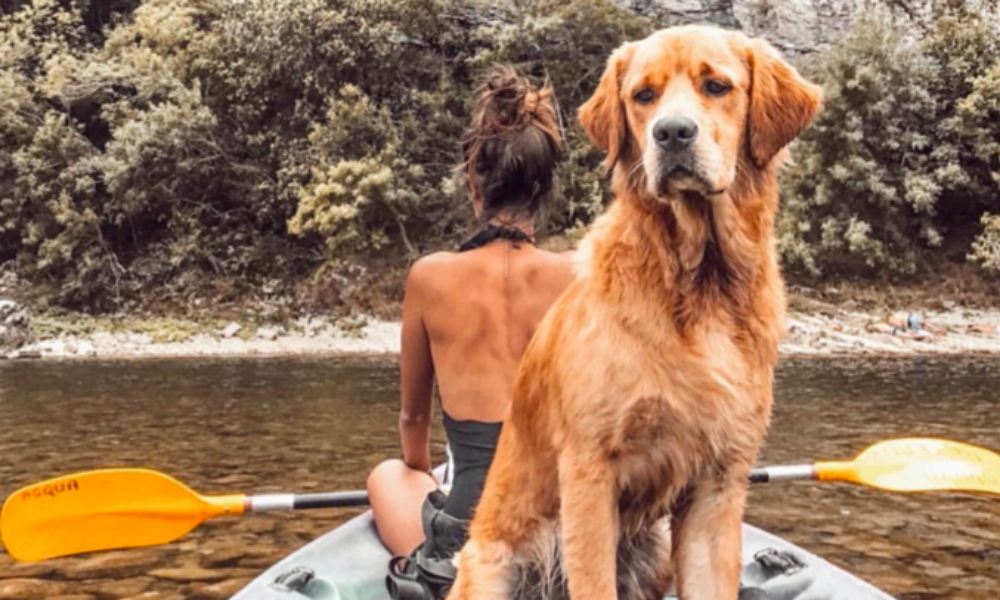 Voyager avec son chien