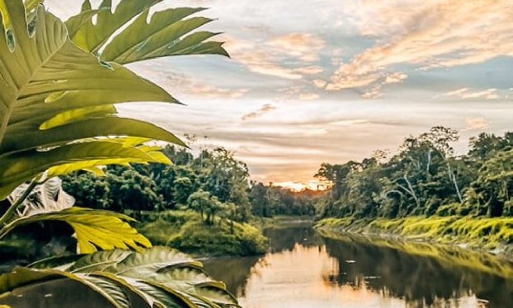Vivre une expérience au cœur de l’Amazonie
