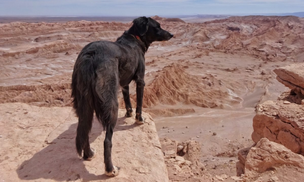 Voyager avec un chien au Chili