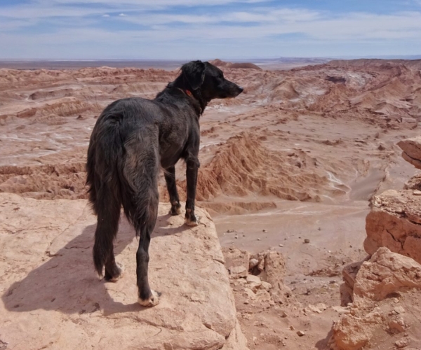 Voyager avec un chien au Chili