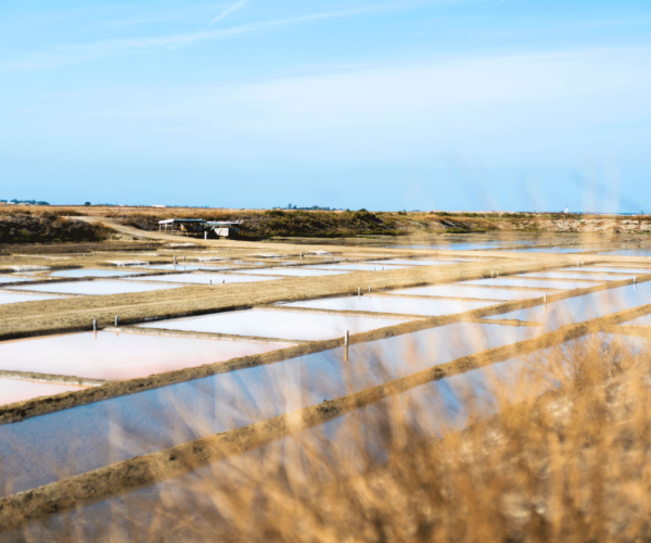 Guide de voyage : vacances sur l’Île de Ré, nos indispensables !