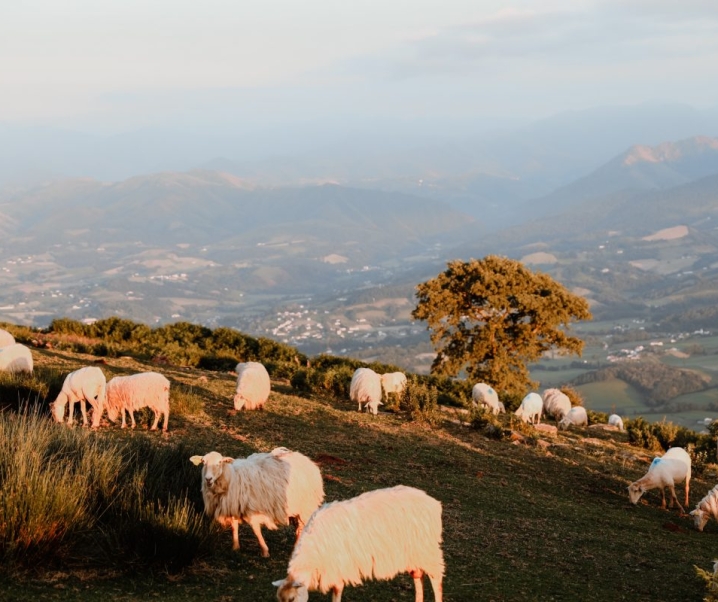 Guide de voyage : vacances au Pays basque, nos indispensables !