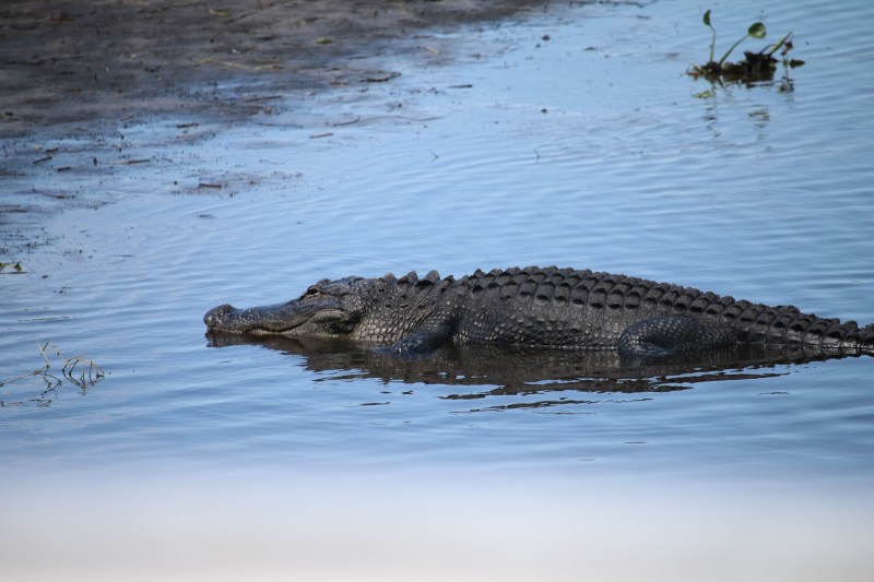 crocodile en Floride