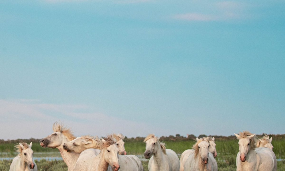 Guide de voyage : vacances en Camargue, nos indispensables !