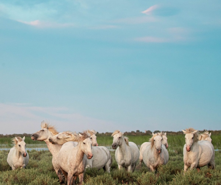 Guide de voyage : vacances en Camargue, nos indispensables !