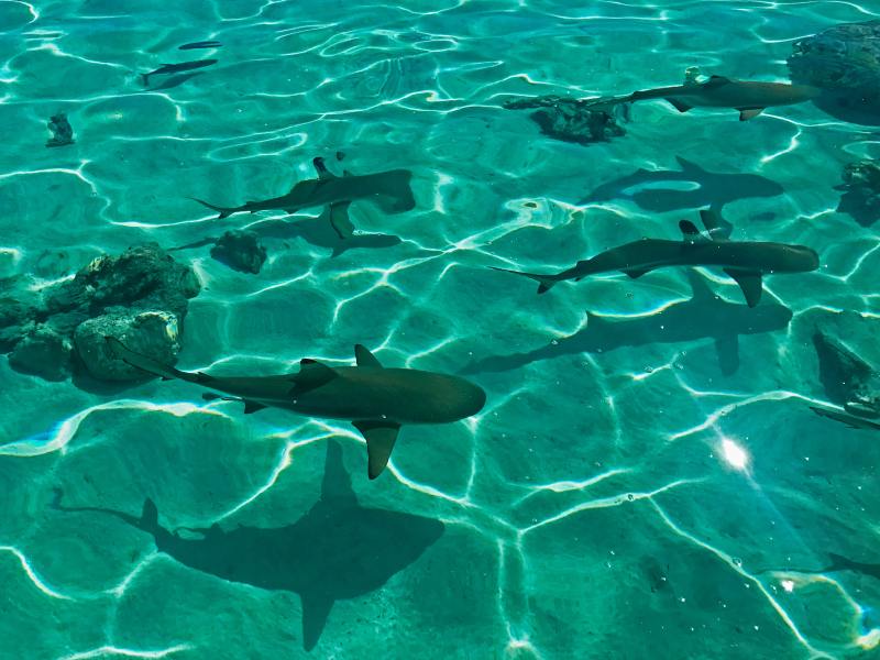 requin à Rangiroa